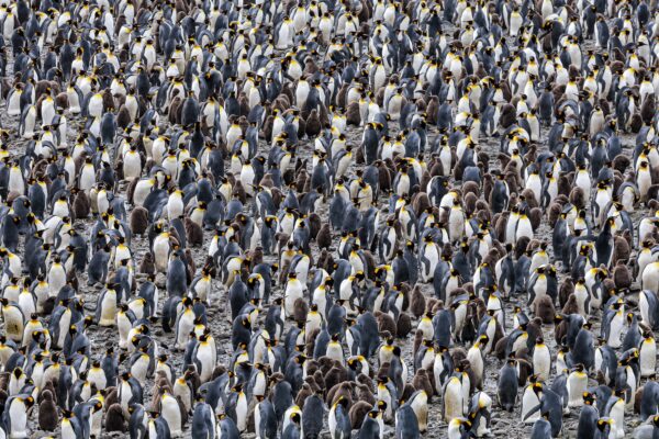 King Penguins Kindergarden Fortuna Bay