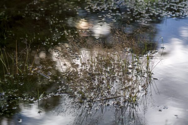 The Puddle door Georg Berrisch