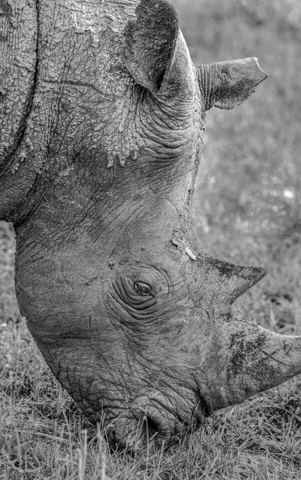 Grazing Rhino