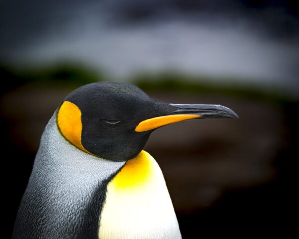Dreaming King Penguin door Georg Berrisch
