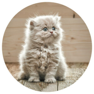 Muurcircel_Huisdier_Kitten_.png