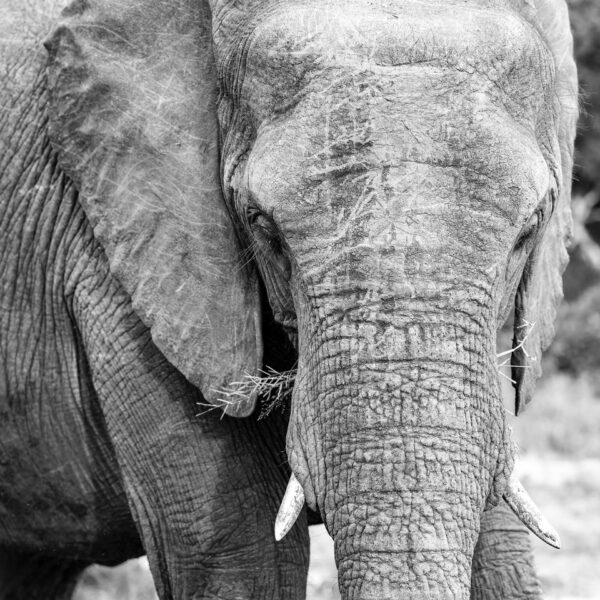 Olifant door Georg Berrisch 120 x 120 cm